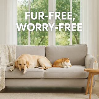 Cleaning Tips for Pet Owners: How to Keep Your Sofa and Rugs Fresh and Fur-Free Bellona USA