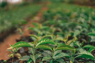 Bellona Partners with One Tree Plant to Reduce Environmental Impact Bellona USA